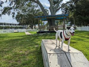 un cane che si trova su una piattaforma di legno in un parco di Southern Oaks Inn - Saint Augustine a St. Augustine