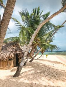 un par de palmeras en una playa de arena en Arridub Island-Iguana, en Playón Chico