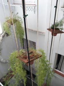 eine Gruppe Topfpflanzen auf einem Balkon in der Unterkunft El Cid in Sitges