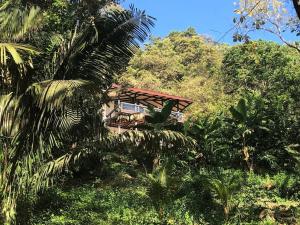 a house in the middle of a jungle with trees at Jungle Villa copa de árbol, oceanview, infinity in Montezuma