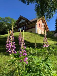 a group of purple flowers in front of a house at Baita Alpenrose in Ugovizza