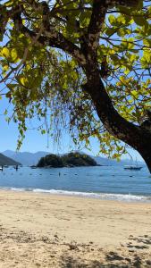 a tree on a beach with the ocean in the background at Canoa Abraão in Abraão