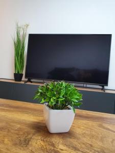 a potted plant sitting on a table in front of a tv at Talsa 1-bedroom apartment in city center Šiauliai in Šiauliai +43 photos