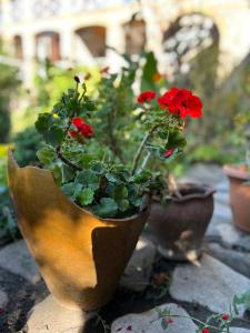 um vaso cheio de flores vermelhas sentado numa rocha em Guest House Lali em Signagi