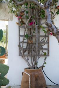 a tree in a pot next to a wall at Blue Beach Villas Apartments in Stavros