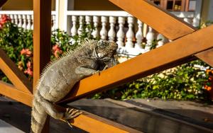 Eine Eidechse sitzt auf einer Holzbank in der Unterkunft Hotel Villa Terra Viva in Jericoacoara