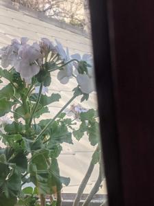 Habitación Boutique في Villa Alsina: مزهرية مع الزهور الأرجوانية تقف في نافذة