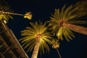 a group of palm trees at night at Palmon Bay Hotel & Spa in Herceg-Novi