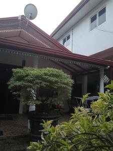 a tree in a pot in front of a house at Dream Forest Rest in Ahangama