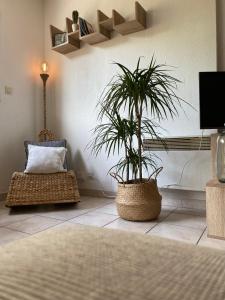 a living room with a potted plant and a couch at Centre ville, parking privé in Perpignan