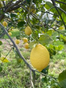 Fotografie z fotogalerie ubytování Citrus, between Etna and the Sea v destinaci Acireale