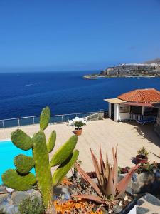 a cactus in a garden next to a swimming pool at Very romantic seaview appartment with warm pool in Patalavaca