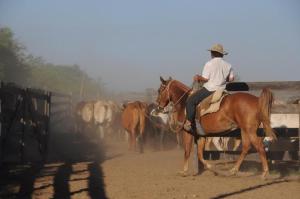 a man riding a horse in front of a herd of horses at Hotel Campestre Iparoma in Estancia Campo Aroma