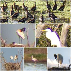 a collage of photos of birds in the water at Hotel Campestre Iparoma in Estancia Campo Aroma
