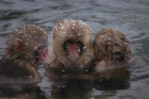 Zvířata v ryokanu nebo okolí + 174 fotografií