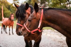 dois cavalos castanhos ao lado um do outro numa estrada em Agroturystyka Gajówka Pilica 