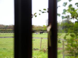 a view of a cow in a field from a window at Tilmangate Barn in Ulcombe