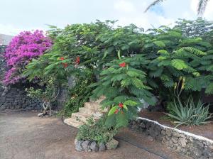 a large tree with red flowers in a garden at Casa Palmeral in Mácher