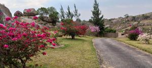 a road with pink flowers on the side of a hill at Mdzimba Mountain Lodge in Ezulwini