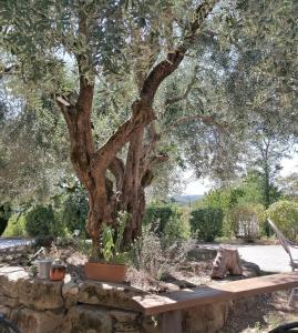 a wooden bench in front of a tree at Pilgrim Rooms in Gubbio