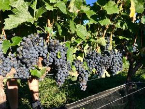 Φωτογραφία από το άλμπουμ του Posada Rural La Matilde σε San Javier