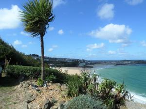 a palm tree on a hill next to a beach at Grey Mullet Guesthouse in St Ives