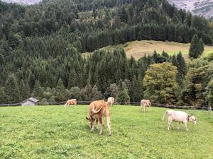 a group of cows grazing in a field of grass at Ferienwohnung Kaufbeurerhausblick in Hinterhornbach