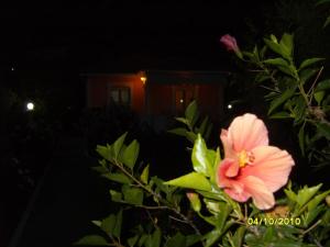 a pink flower in front of a house at night at Elisabeth Villas in Kerveli