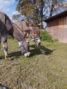 a donkey is eating grass in a field at Bałkanówka in Kraśniczyn