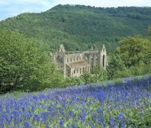 un vecchio edificio dietro un campo di fiori viola di Shepherd’s delight a Tintern