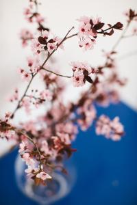 a branch with pink flowers in a blue vase at Cherry Blossom - Backup Power Inverter in Ceres