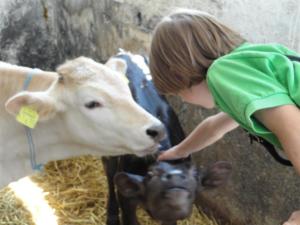 a young girl feeding a cow with her hand at Ferienhof Almfrieden in Balderschwang