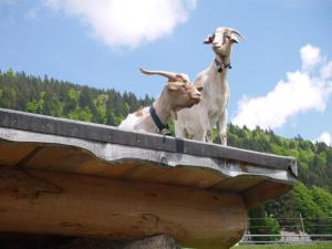 two goats standing on top of a wooden roof at Ferienhof Almfrieden in Balderschwang