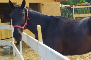 Galeriebild der Unterkunft EkoZagroda Goreń Duży in Goreń Duży
