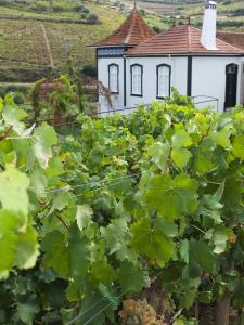 a bunch of grapes in front of a white building at Casa de Cambres in Lamego