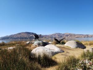 un pájaro sentado en algunas rocas cerca de un cuerpo de agua en Hanan Pacha Lodge en Puno