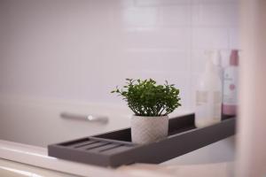 a plant sitting on a shelf in a bathroom at Calm Scottish Country Escape with Hot Tub Sleeps 6 in Inverness +37 photos