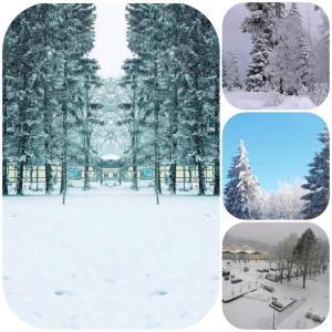 four different pictures of a snow covered tree at CrisAnd 3 Panoramic in Altenau