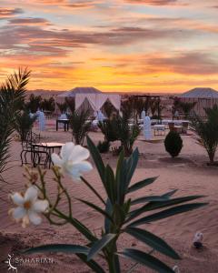 a flower in the foreground with a sunset in the desert at Saharian Luxury Camp Deluxe Familly Quadriple in Merzouga