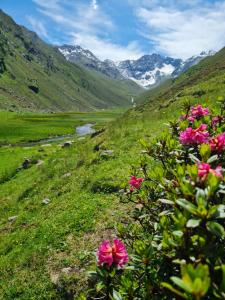 un arbusto con flores rosas en una colina con montañas en Bergnest Oetztal - Appartements, en Umhausen