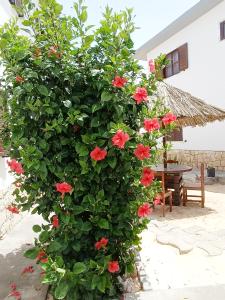 a bush with red flowers in front of a house at Vilas na areia aparthotel in Sal Rei