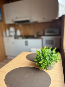 a green plant sitting on top of a wooden cutting board at Rostad Retro Rorbuer in Reine