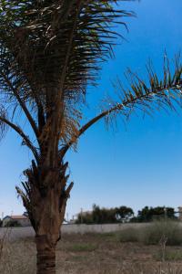 una palmera en un campo con un cielo azul en Luxury Villa en Ayia Napa