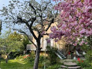 楚赫维尔au jardin的房子前有粉红色花的树