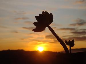 a flower in front of the sunset at Alvorada Guest House in Caxambu