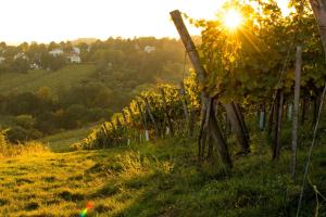 a bunch of vines in a field with the sun shining at VibeStudio B2 - Central Vienna 1090 - 50m2 - Self Check-In - AC in Vienna +2 photos