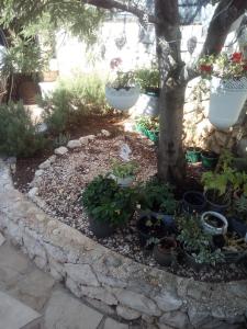 un jardín con macetas y un árbol en VILLA ANA ZIVOGOSCE-Apartment4, en Živogošće