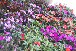 Um jardim em Quinta de Valverde