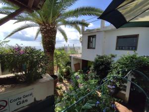 een palmboom in een tuin naast een gebouw bij Het Boetje in Lagoa