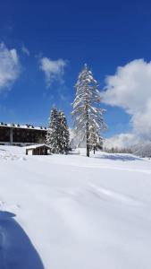 Zovello的住宿－La casa del Cucù al Ravascletto, 900mt from cable car，雪覆盖的田野里的一群树木